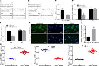 LINC00883 Promotes Drug Resistance of Glioma Through a microRNA-136/NEK1-Dependent Mechanism